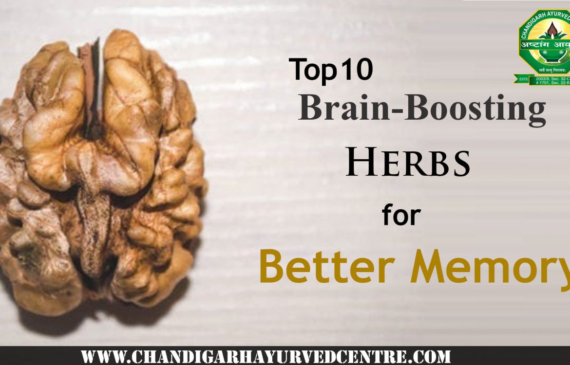 Top 10 Brain-Boosting Herbs for Better Memory