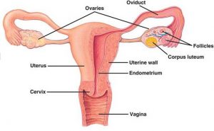 Home Remedies for Ovarian Cyst