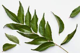 Curry Leaves Home Remedy for Grey Hair