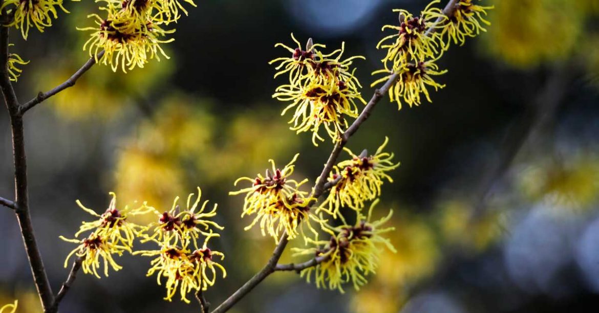 Witch Hazel | Chandigarh Ayurved & Panchakarma Centre