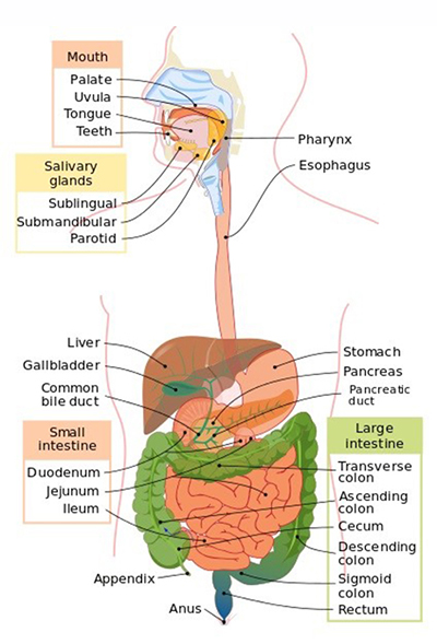 Alimentary Canal