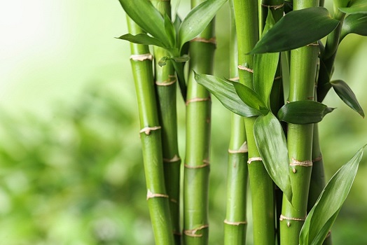 VANSHLOCHAN (BAMBOO MANNA) | Chandigarh Ayurved & Panchakarma Centre