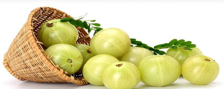 AMLA OR INDIAN GOOSEBERRY 