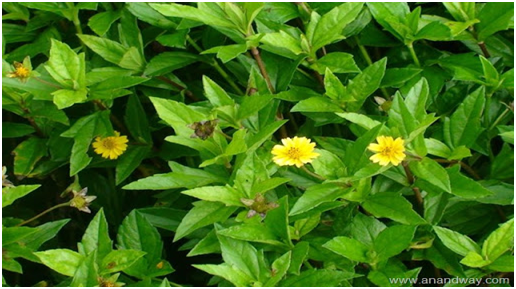 Bhringraj remedy for hai growth