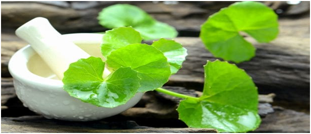 Brahmi for hair growth