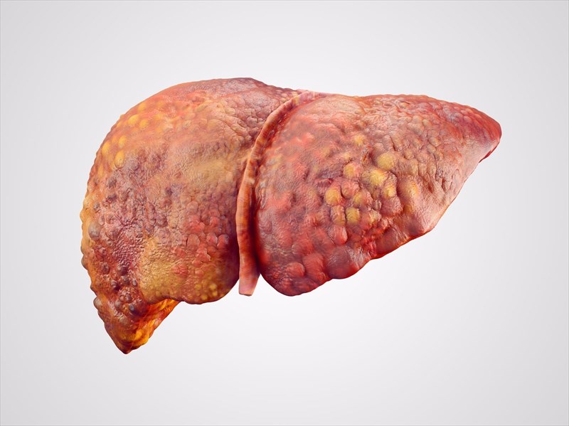 Liver