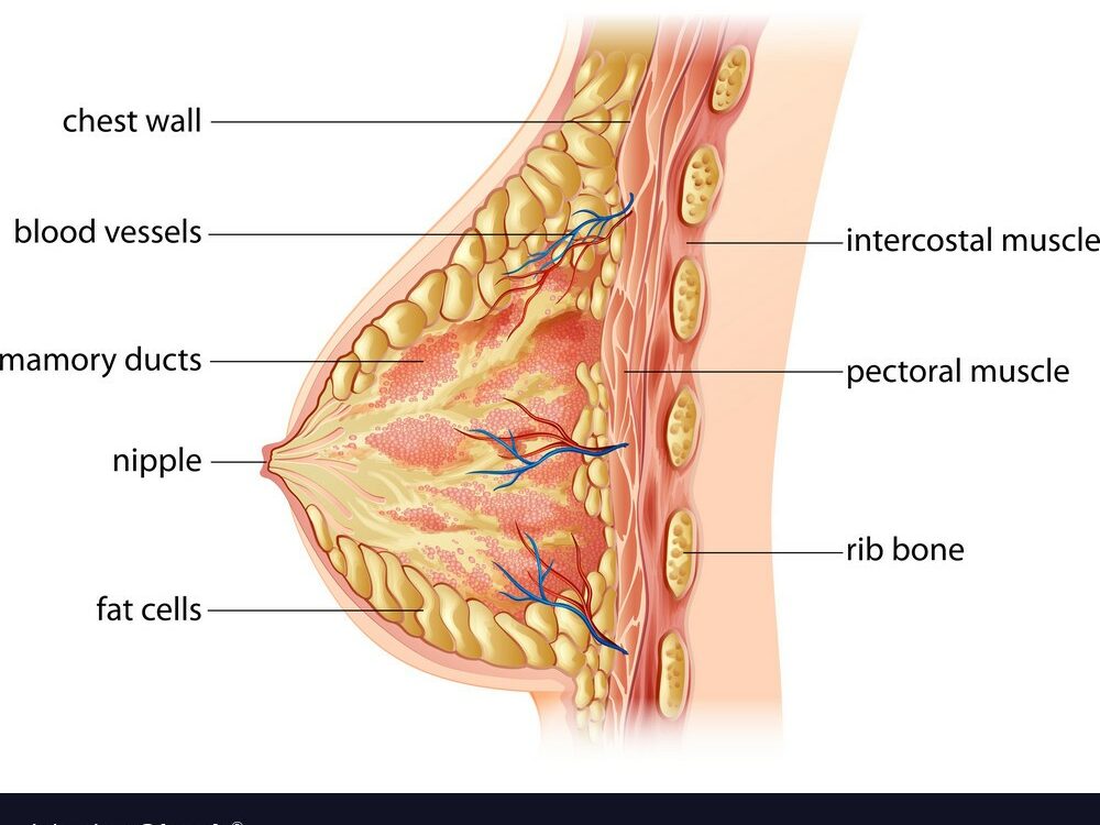 Anatomy of Breast