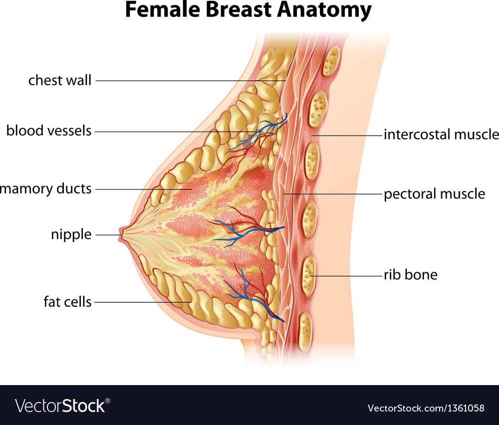 Anatomy of Breast