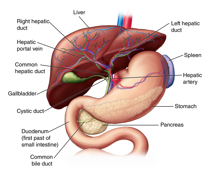 Best Ayurvedic Health Supplement For The Liver