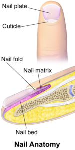 PARTS OF THE NAIL