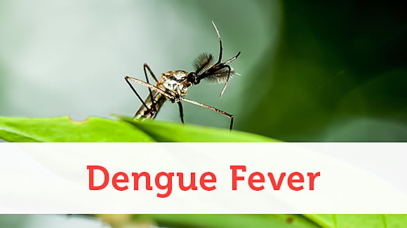 dengue-fever