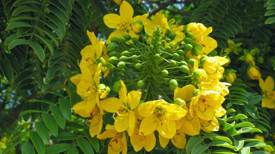 Swarna Patri Or Sanay Plant