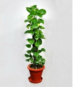 Money Plant