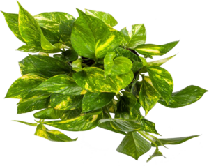 Golden Pothos