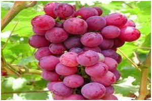 RED GRAPES (Vitis Vinifera)