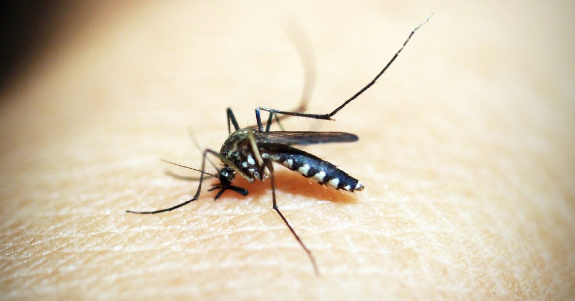 Dengue