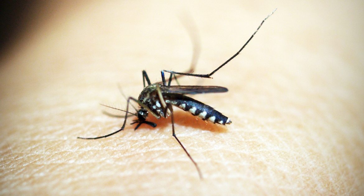 Dengue