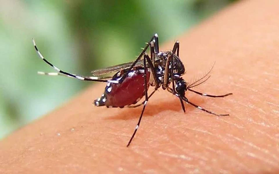 dengue