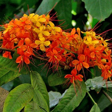 ORANGE  Chandigarh Ayurved & Panchakarma Centre